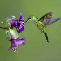 Фотки с колибри