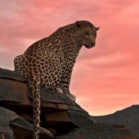 Леопард вечером греет орехи на тёплых камнях