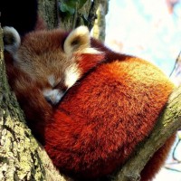 Красная панда спит на дереве, свернувшись в клубок.
