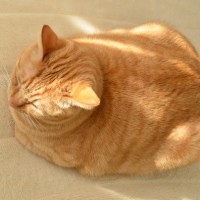 Толстый рыжий кот лежит, приняв овальную форму