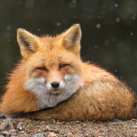 Сонная лиса лежит на своём большом мягком хвосте