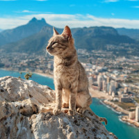 Кот сидит на камне высоко в горах на фоне города