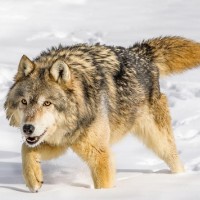 Фотогрфии с волками
