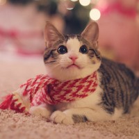 Кот в красном шарфе лежит на фоне огоньков