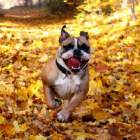 Собака с довольной мордой бежит по толстому слою жёлтых листьев
