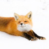 Рыжая лиса с довольной морашкой потягивается на снегу