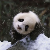 Детёныш панды с милой мордашкой отряхивается от снега