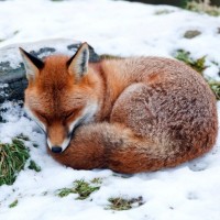 Лиса спит на снегу у камня, подложив мягкий хвост под голову