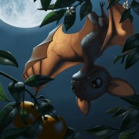 Летучая мышка ночью ищет апельсины на дереве