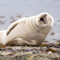 Смеющийся тюлень лежит на боку среди водорослей.