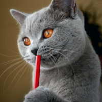 Серый кот держит лапой красную трубочкой у рта