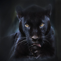 Чёрная пантера лижет свою переднюю лапу в темноте