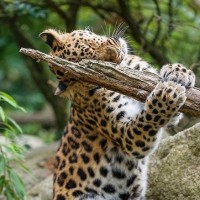 Леопард стоит на задних лапах и трётся об торчащий кусок дерева