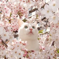 Белая кошка сидит на ветках цветущей яблони