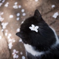 Кот с маленьким белым цветком на голове