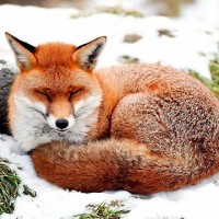 Лиса свернувшись спит на свежевыпавшем снегу