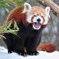 Красная панда стоит на снегу и мило зевает