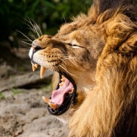 Льву не повезло, когда он зевает, ему никто не суёт палец в пасть