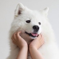 Собака с белой окраской и человеческими руками.