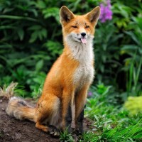 Foxes avatars