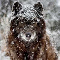 Фотогрфии с волками