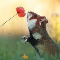 Хомяк встал на задние лапки, чтобы понюхать маленький цветочек.