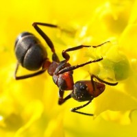 Аватар для ВК с муравьями