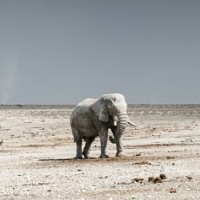 Фотогрфии с слонами