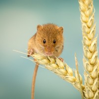 Фотогрфии с мышами