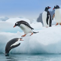Фотогрфии с пингвинами