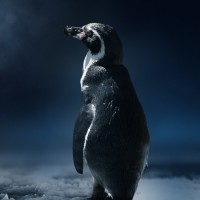 Картинка на аву пингвины