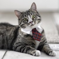 striped necktie