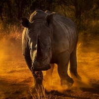 Картинка на аву носороги