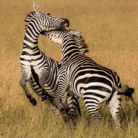 Скачать авы зебры