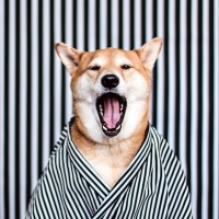 Аватар для ВК с собаками