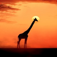 Авы Вконтакте с жирафами