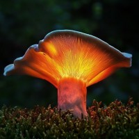 Картинка грибы