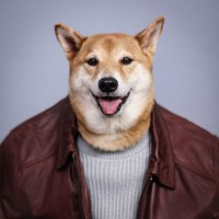 Аватар для ВК с собаками