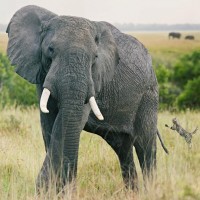 Бесстрашный котик набрасывается сзади на африканского слона