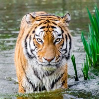 Авы Вконтакте с тиграми