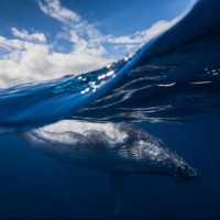 Массивные млекопитающие, скользящие в глубокой воде