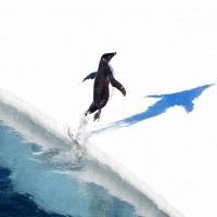 Картинка пингвины