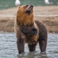 Медведь наблюдает за своим окружением