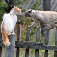 Авы Вконтакте с животными