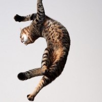 Скачать авы коты
