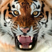 Картинка тигры