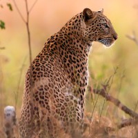 Картинки с леопардами