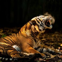 Аватар тигры