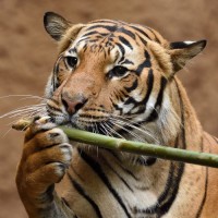 Тигр с грустью подносит к носу бамбуковую палочку.