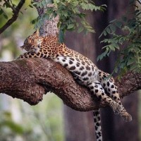 Авы Вконтакте с леопардами